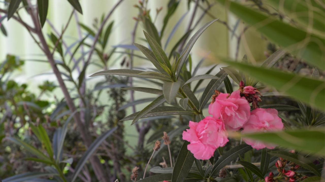 ברצלונה Paraiso Hostel מראה חיצוני תמונה